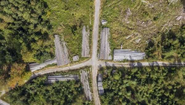 Aerial view, cleared forest areas, Waldemei, Menden, Sauerland, Märkischer Kreis, North Rhine-Westphalia, Germany, tree trunks, DE, Europe, shapes and colours, cross shape, crossing, aerial photograph, aerial photography, aerial photography, overview, bird's eye view, forest pieces, forest path, birds-eyes view, cleared trees, overview, timber camp, path crossing, path crossing, forest path crossing, forestry, symmetrical crossing, shapes, graphic