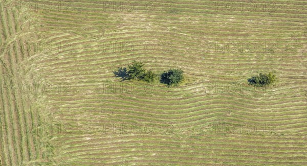 Aerial view, Mown field, Single trees, Mörs, Ruhr area, North Rhine-Westphalia, Germany, DE, Europe, birds-eyes, view, aerial photograph, aerial photography, aerial photography, overview, bird's eye view