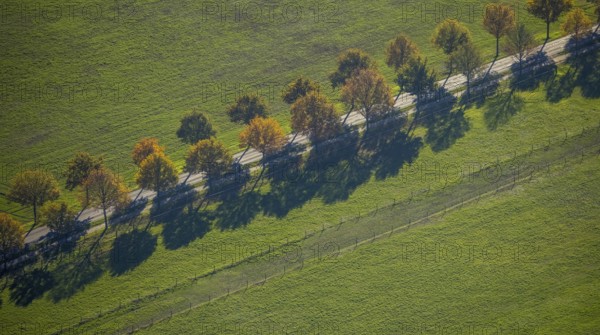Aerial view, row of trees on a country road, Steinbrückenstraße, Moers-Hülsdonk, Mörs, Ruhr area, North Rhine-Westphalia, Germany, tree avenue, DE, Europe, aerial view, aerial photography, aerial photography, shadow casting, overview, bird's-eye view, meadows and fields, birds-eyes view, overview