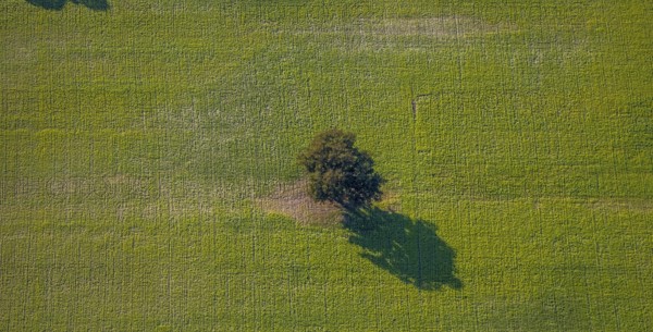 Aerial view, tree in a meadow, at Zachariassee, Lipperode, Lippstadt, Soest district, North Rhine-Westphalia, Germany, tree, DE, Europe, shapes and colours, green trees, Kreis-Soest-Buch, KreisSoestBuch, aerial photograph, aerial photography, aerial photography, shadow casting, overview, bird's-eye view, overview
