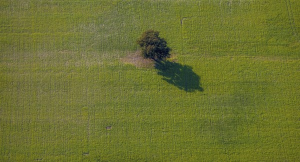 Aerial view, tree in a meadow, at Zachariassee, Lipperode, Lippstadt, Soest district, North Rhine-Westphalia, Germany, tree, DE, Europe, shapes and colours, green trees, Kreis-Soest-Buch, KreisSoestBuch, aerial photograph, aerial photography, aerial photography, shadow casting, overview, bird's-eye view, overview