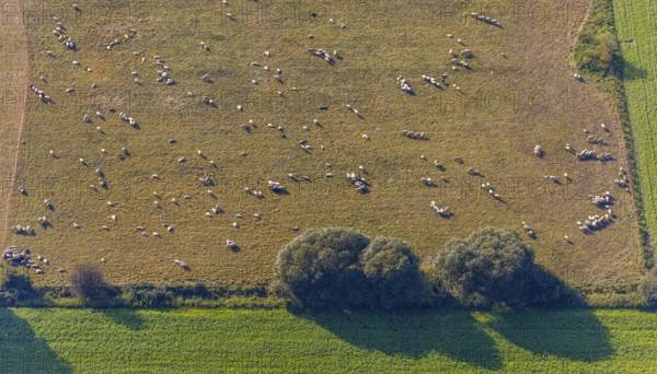 Aerial view, flock of sheep, Bleidiger Weg, am Zachariassee, Lipperode, Lippstadt, Kreis Soest, North Rhine-Westphalia, Germany, DE, Europe, Kreis-Soest-Buch, KreisSoestBuch, aerial photograph, aerial photography, aerial photography, sheep, sheep meadow, overview, bird's-eye view, meadows and fields, birds-eyes view, overview
