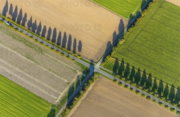 Aerial view, tree row with shadow, crossroads, Gehlenbeck, Lübbecke, Ostwestfalen-Lippe, OWL, North Rhine-Westphalia, Germany, tree avenue, tree row, tree row at the roadside, tree series, DE, Europe, Isenstedter Straße, Kreisbahnstraße, intersection, aerial photograph, aerial photography, aerial photography, OWL book, OWL book, East Westphalia, overview, bird's-eye view, meadows and fields, birds-eyes view, overview