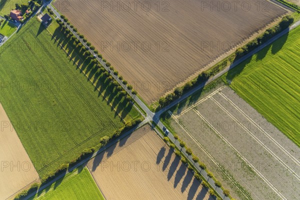 Aerial view, tree row with shadow, crossroads, Gehlenbeck, Lübbecke, Ostwestfalen-Lippe, OWL, North Rhine-Westphalia, Germany, tree avenue, tree row, tree row at the roadside, tree series, DE, Europe, Isenstedter Straße, Kreisbahnstraße, intersection, aerial photograph, aerial photography, aerial photography, OWL book, OWL book, East Westphalia, overview, bird's-eye view, meadows and fields, birds-eyes view, overview