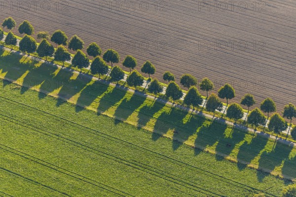 Aerial view, row of trees with shadows, Gehlenbeck, Lübbecke, Ostwestfalen-Lippe, OWL, North Rhine-Westphalia, Germany, tree avenue, tree row, tree row at the roadside, tree series, DE, Europe, circular railway road, aerial view, aerial photography, aerial photography, OWL book, OWL book, East Westphalia, overview, bird's-eye view, meadows and fields, birds-eyes view, overview