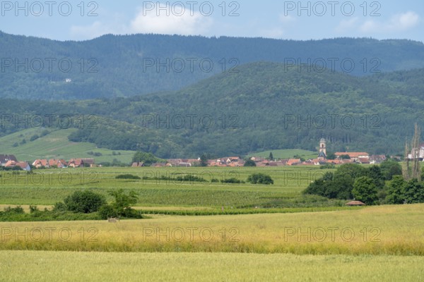 Scenery in the Alsace region of france including some vineyards and a small village at summer time