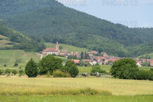 Scenery in the Alsace region of france including some vineyards and a small village at summer time