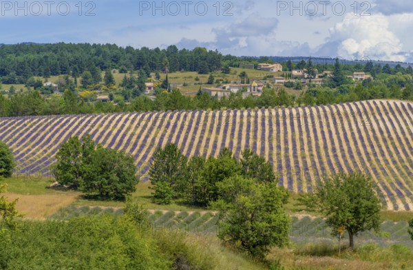 Lavender field near Mont Ventoux, a mountain in the Provence region of southern France