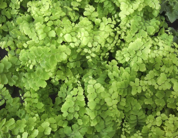 Full frame maidenhair fern background