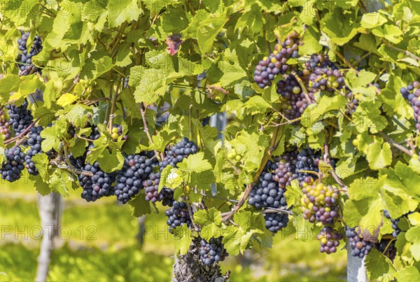 Detail of blue grapes in a sunny illuminated vineyard