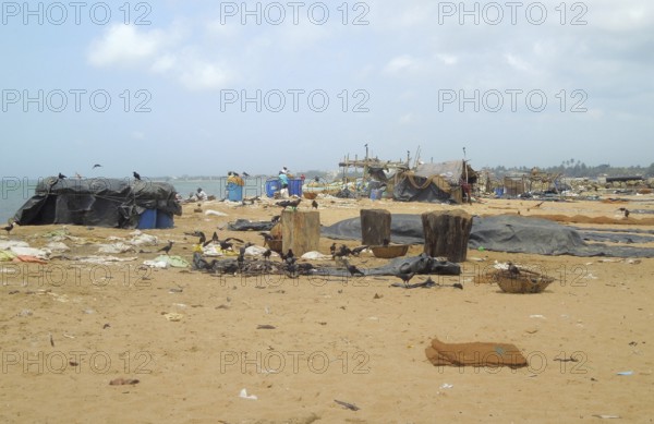 Detail of a fish market at the beach with lots of fishes, remains and birds seen in Sri Lanka