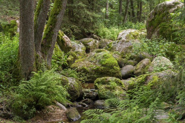 Impression at the idyllic nature reserve named Hoelle in the Bavarian Forestin Southern Germany at summer time