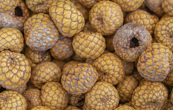 Full frame shot showing lots of dried natangura palm fruits