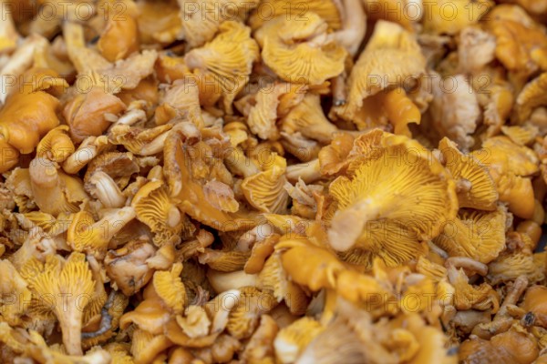Full frame closeup shot showing lots of golden chanterelle mushrooms