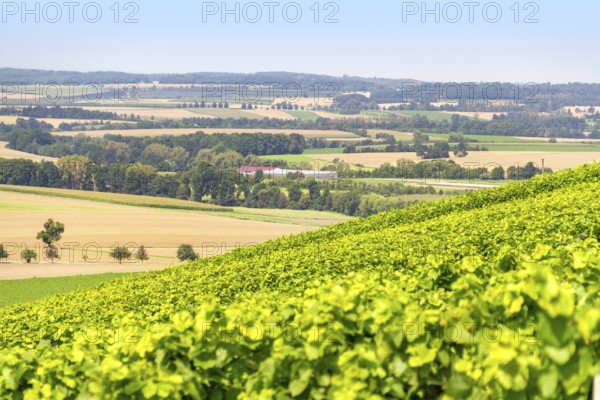 Sunny winegrowing scenery in Hohenlohe, a area in Southern Germany at late summer time