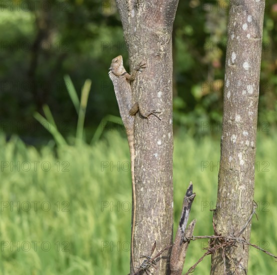 A dragon lizard climbing on a tree trunk seen in Sri Lanka