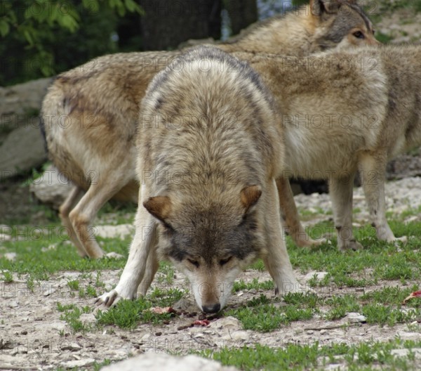 Gray Wolves at feed in natural back