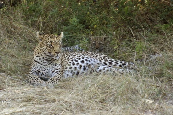 A leopard resting on the ground at the Moremi Game Reserve in Botswana