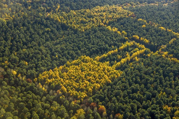 Aerial view, forest area, planned wind turbines, Bergbossendorf, Haltern am See, Ruhr area, North Rhine-Westphalia, Germany, DE, Europe, autumn colours, aerial view, aerial photography, aerial photography, mixed forest, overview, bird's-eye view, WEA, forest, forest dieback, wind energy, wind turbine, wind power, wind turbine, wind turbines, birds-eyes view, overview, autumn, autumn leaves, golden October, autumnal