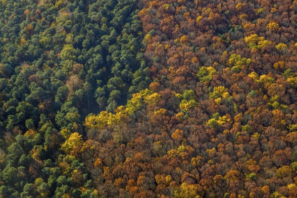 Aerial view, forest area, planned wind turbines, Bergbossendorf, Haltern am See, Ruhr area, North Rhine-Westphalia, Germany, DE, Europe, autumn colours, aerial view, aerial photography, aerial photography, mixed forest, overview, bird's-eye view, WEA, forest, forest dieback, wind energy, wind turbine, wind power, wind turbine, wind turbines, birds-eyes view, overview, autumn, autumn leaves, golden October, autumnal
