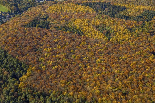 Aerial view, forest area, planned wind turbines, Bergbossendorf, Haltern am See, Ruhr area, North Rhine-Westphalia, Germany, DE, Europe, autumn colours, aerial view, aerial photography, aerial photography, mixed forest, overview, bird's-eye view, WEA, forest, forest dieback, wind energy, wind turbine, wind power, wind turbine, wind turbines, birds-eyes view, overview, autumn, autumn leaves, golden October, autumnal