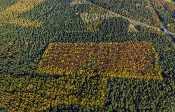 Aerial photo, forest area, planned wind turbines, A43 motorway, Bergbossendorf, Haltern am See, Ruhr area, North Rhine-Westphalia, Germany