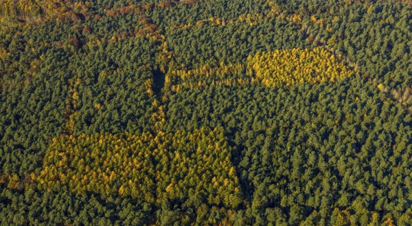 Aerial view, forest area, planned wind turbines, Bergbossendorf, Haltern am See, Ruhr area, North Rhine-Westphalia, Germany