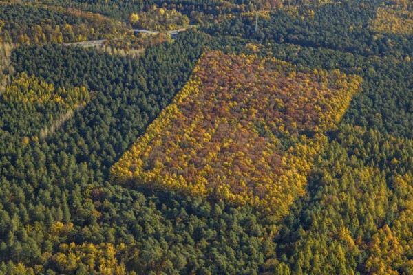 Aerial photo, forest area, planned wind turbines, A43 motorway, Bergbossendorf, Haltern am See, Ruhr area, North Rhine-Westphalia, Germany