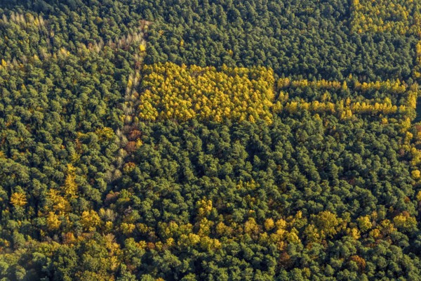 Aerial view, forest area, planned wind turbines, Bergbossendorf, Haltern am See, Ruhr area, North Rhine-Westphalia, Germany, DE, Europe, autumn colours, aerial view, aerial photography, aerial photography, mixed forest, overview, bird's-eye view, WEA, forest, forest dieback, wind energy, wind turbine, wind power, wind turbine, wind turbines, birds-eyes view, overview, autumn, autumn leaves, golden October, autumnal