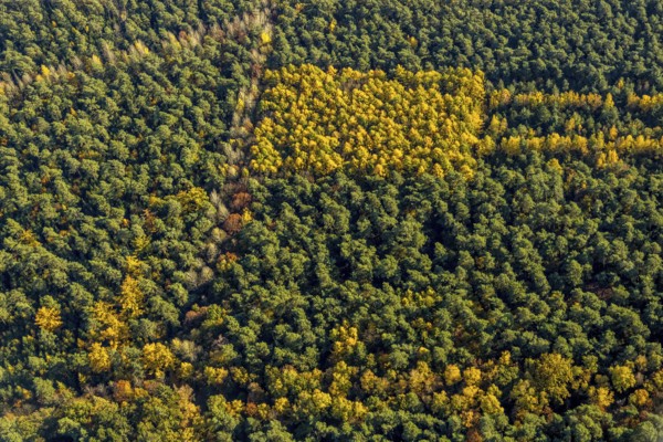 Aerial view, forest area, planned wind turbines, Bergbossendorf, Haltern am See, Ruhr area, North Rhine-Westphalia, Germany