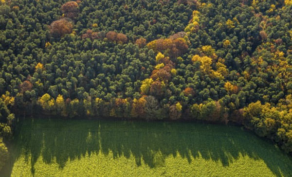Aerial view, forest area, planned wind turbines, Bergbossendorf, Haltern am See, Ruhr area, North Rhine-Westphalia, Germany, DE, Europe, autumn colours, aerial view, aerial photography, aerial photography, mixed forest, overview, bird's-eye view, WEA, forest, forest dieback, wind energy, wind turbine, wind power, wind turbine, wind turbines, birds-eyes view, overview, autumn, autumn leaves, golden October, autumnal