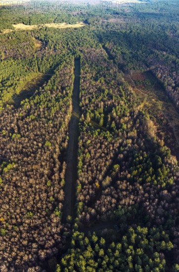 Aerial view of the forest area at Hasenberg with tree clearing in the district Lochtrup in Haltern am See in the Ruhr area in North Rhine-Westphalia, Germany, tree, tree clearing, DE, Europe, Haltern am See, autumn colours, aerial view, aerial photograph, aerial photography, aerial photography, North Rhine-Westphalia, Ruhr area, overview, bird's-eye view, forest, forest area, birds-eyes view, overview