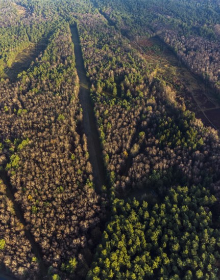 Aerial view of the forest area at Hasenberg with tree clearing in the district Lochtrup in Haltern am See in the Ruhr area in North Rhine-Westphalia, Germany, tree, tree clearing, DE, Europe, Haltern am See, autumn colours, aerial view, aerial photograph, aerial photography, aerial photography, North Rhine-Westphalia, Ruhr area, overview, bird's-eye view, forest, forest area, birds-eyes view, overview