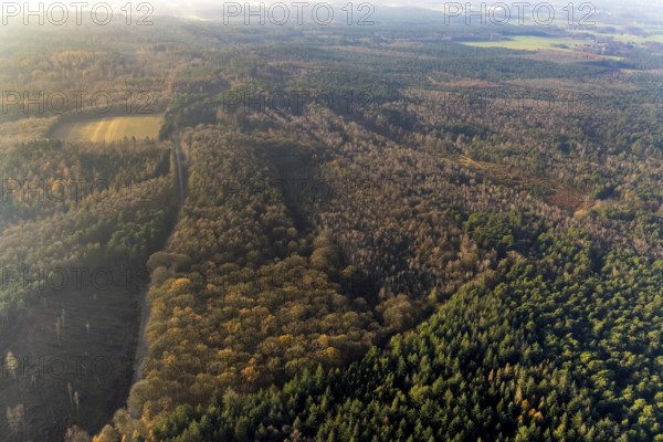 Aerial view of the forest area at Hasenberg with tree clearing in the district Lochtrup in Haltern am See in the Ruhr area in North Rhine-Westphalia, Germany, tree, tree clearing, DE, Europe, Haltern am See, autumn colours, aerial view, aerial photograph, aerial photography, aerial photography, North Rhine-Westphalia, Ruhr area, overview, bird's-eye view, forest, forest area, birds-eyes view, overview