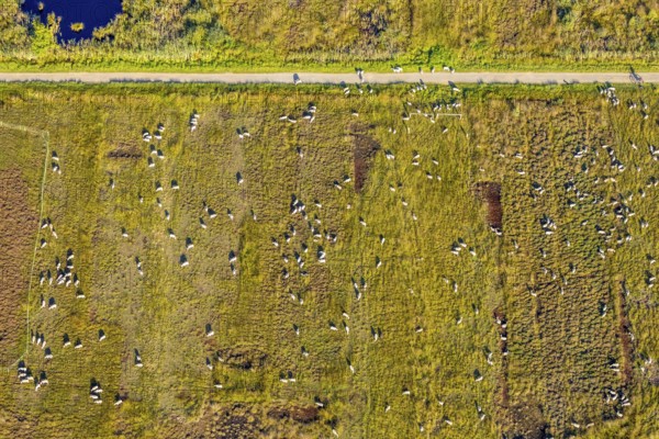 Aerial photograph, Großes Torfmoor, Gehlenbeck, sheep, flock of sheep, Hille, Lübbecke, Ostwestfalen-Lippe, OWL, North Rhine-Westphalia, Germany, DE, Europe, Hiller Moor, raised bog, aerial photograph, aerial photography, aerial photography, moor, nature reserve Großes Torfmoor, Nettelstedter Moor, OWL book, OWLBuch, Ostwestfalenbuch, Torfmoor Lübbecke, overview, bird's-eye view, birds-eyes view, overview
