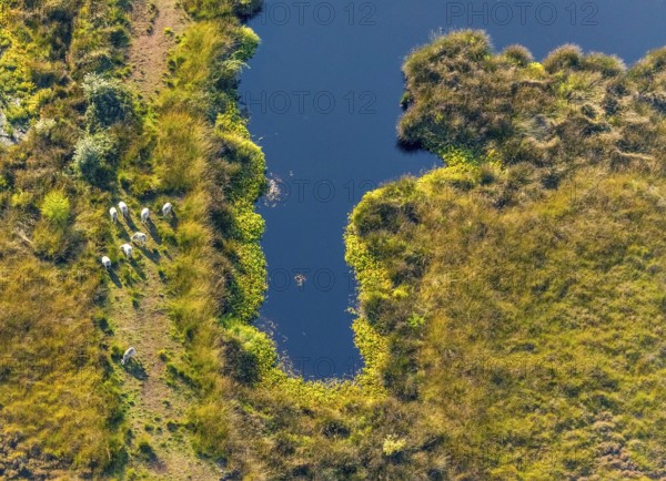 Aerial photo, Großes Torfmoor, Gehlenbeck, Hille, Lübbecke, Ostwestfalen-Lippe, OWL, North Rhine-Westphalia, Germany, DE, Europe, Hiller Moor, raised bog, aerial photo, aerial photography, aerial photography, moor, nature reserve Großes Torfmoor, Nettelstedter Moor, OWL book, OWL book, Ostwestfalen book, Torfmoor Lübbecke, overview, bird's eye view, birds-eyes view, overview