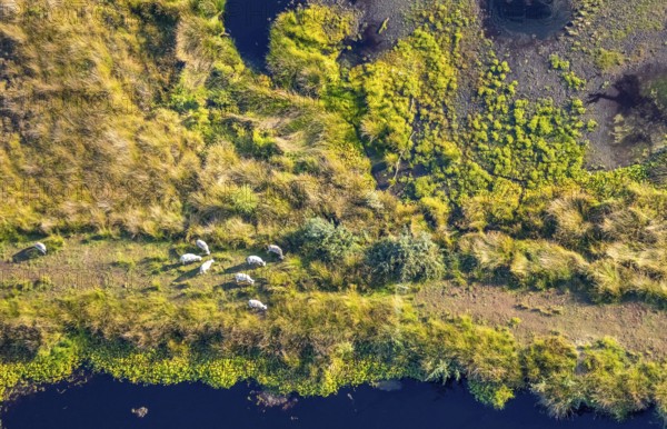 Aerial photo, Großes Torfmoor, Gehlenbeck, Hille, Lübbecke, Ostwestfalen-Lippe, OWL, North Rhine-Westphalia, Germany, DE, Europe, Hiller Moor, raised bog, aerial photo, aerial photography, aerial photography, moor, nature reserve Großes Torfmoor, Nettelstedter Moor, OWL book, OWL book, Ostwestfalen book, Torfmoor Lübbecke, overview, bird's eye view, birds-eyes view, overview