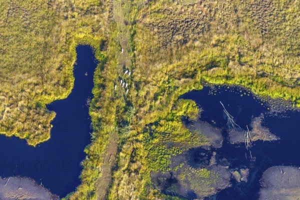 Aerial photo, Großes Torfmoor, Gehlenbeck, Hille, Lübbecke, Ostwestfalen-Lippe, OWL, North Rhine-Westphalia, Germany, DE, Europe, Hiller Moor, raised bog, aerial photo, aerial photography, aerial photography, moor, nature reserve Großes Torfmoor, Nettelstedter Moor, OWL book, OWL book, Ostwestfalen book, Torfmoor Lübbecke, overview, bird's eye view, birds-eyes view, overview
