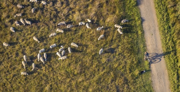 Aerial photograph, Großes Torfmoor, Gehlenbeck, sheep, flock of sheep, Hille, Lübbecke, Ostwestfalen-Lippe, OWL, North Rhine-Westphalia, Germany, DE, Europe, Hiller Moor, raised bog, aerial photograph, aerial photography, aerial photography, moor, nature reserve Großes Torfmoor, Nettelstedter Moor, OWL book, OWLBuch, Ostwestfalenbuch, Torfmoor Lübbecke, overview, bird's-eye view, birds-eyes view, overview