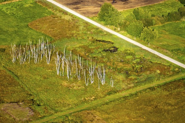 Aerial photograph, Großes Torfmoor, Gehlenbeck, dead wood, Hille, Lübbecke, Ostwestfalen-Lippe, OWL, North Rhine-Westphalia, Germany, DE, Europe, Hiller Moor, raised bog, aerial photograph, aerial photography, aerial photography, moor, nature reserve Großes Torfmoor, Nettelstedter Moor, OWL-Buch, OWLBuch, Ostwestfalenbuch, Torfmoor Lübbecke, overview, bird's-eye view, birds-eyes view, overview