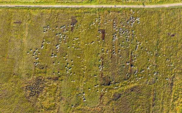 Aerial photo, Großes Torfmoor, Gehlenbeck, Hille, Lübbecke, Ostwestfalen-Lippe, OWL, North Rhine-Westphalia, Germany, DE, Europe, Hiller Moor, raised bog, aerial photo, aerial photography, aerial photography, moor, nature reserve Großes Torfmoor, Nettelstedter Moor, OWL book, OWL book, Ostwestfalen book, Torfmoor Lübbecke, overview, bird's eye view, birds-eyes view, overview