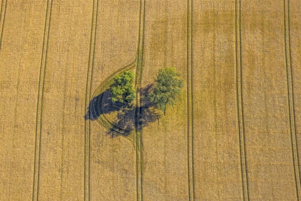 Aerial view, forest patch in a field, tractor tracks, graphic lines, grain field with trees, Hamm, Ruhr area, North Rhine-Westphalia, Germany, DE, Europe, birds-eyes view, aerial view, aerial photography, aerial photography, overview, bird's eye view