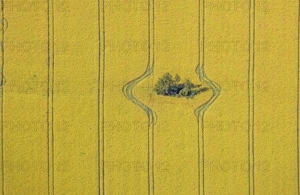 Aerial view, forest patch in a field, tractor tracks, graphic lines, grain field with trees, Hamm, Ruhr area, North Rhine-Westphalia, Germany, DE, Europe, birds-eyes view, aerial view, aerial photography, aerial photography, overview, bird's eye view