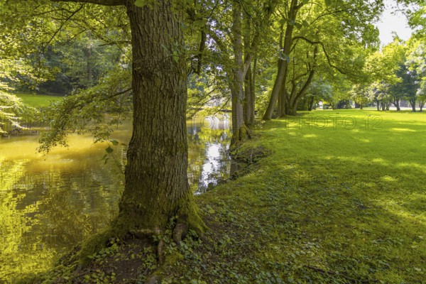 Peaceful sunny park scenery with idyllic small lake at summer time