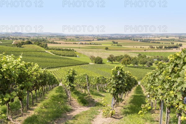 Sunny winegrowing scenery in Hohenlohe, a area in Southern Germany at late summer time