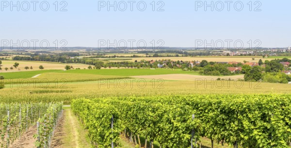 Sunny winegrowing scenery in Hohenlohe, a area in Southern Germany at late summer time