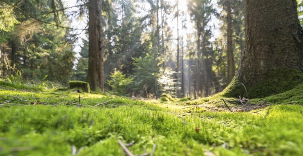 Sunny illuminated low angle forest scenery with moss and ground cover vegetation