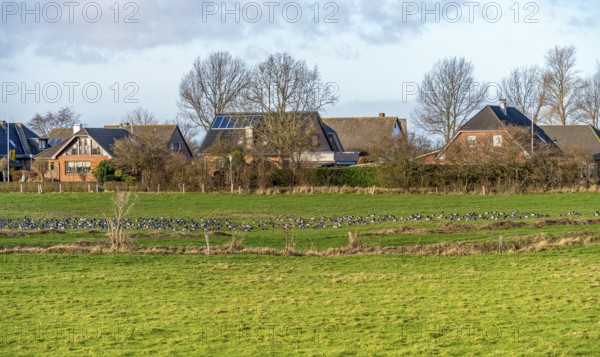 Scenery around Maasholm, a municipality in Schleswig-Holstein, Northern Germany