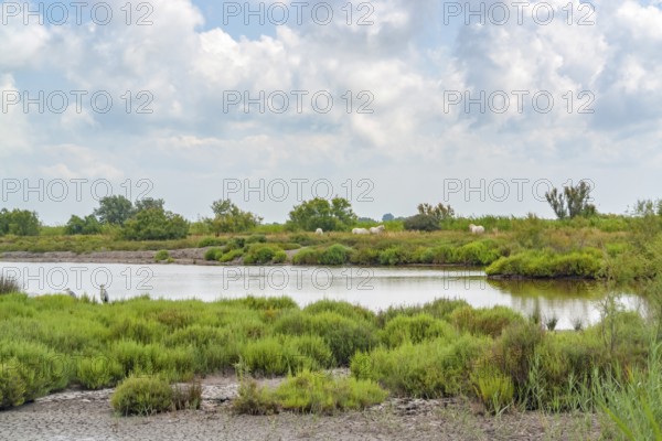 Scenery around the Regional Nature Park of the Camargue in Southern France