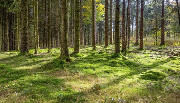 Idyllic forest scenery at summer time seen in southern Germany